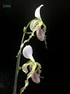 Paphiopedilum parishii var dianthum 